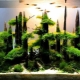 Driftwood for the aquarium: types and applications