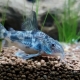 Speckled catfish: features, maintenance and care