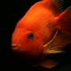 Red parrot: description of fish, rules for keeping and breeding