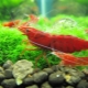 Shrimp-cherry: description and contents in the aquarium