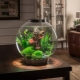 Round aquariums: sizes, selection and design