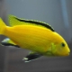 Labidochromeis yellow: features, contents and compatibility with other fish