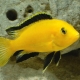 Labidochromis: Popular Views and Content Tips