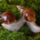 Best names for Achatina snails