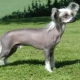 Hairless dogs: features, best breeds and rules for grooming