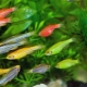 Small aquarium fish: varieties and choices