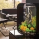 Small aquariums: features, varieties, selection and occupation