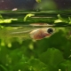 Guppy fry: how much grow and how to care for them?