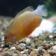 Honey gourami: description and features of the content