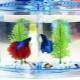 Mini aquariums: how to equip and which fish to start?