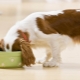 Is it possible to feed a dog with natural and dry food at the same time and how to do it right?
