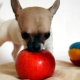 Can apples be given to dogs and in what form?