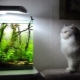 Nano-aquariums: varieties, selection and design