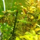 Unpretentious aquarium plants: varieties, selection and care