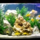 Aquarium dwellers: types and tips for choosing
