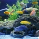 Overview of the popular large aquarium fish