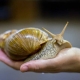 Overview of the largest snails in the world