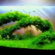 Aquarium decoration: beautiful do-it-yourself design