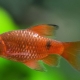 Fiery barbus: description, types, content and breeding