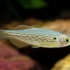 The basic rules of breeding zebrafish
