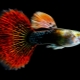 Guppy Features