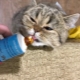 Cat hair removal paste: choice and secrets of use