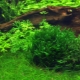 Hepatic moss in an aquarium: how to plant and properly care for it?