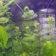 Hydrogen peroxide for an aquarium: dosage and application