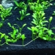Nutrient soil for an aquarium: pros, cons and popular manufacturers