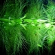 Floating aquarium plants: varieties, selection and care features