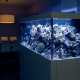 Why can’t aquariums be filled with chilled boiled water?