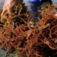 Why do brown algae appear in the aquarium and how to get rid of them?