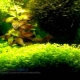 Ground cover plants in an aquarium