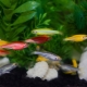 Striped aquarium fish: types and features