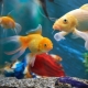 Colorful fish: varieties and content tips