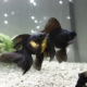 Variety of black aquarium fish