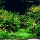 Varieties of living plants for the aquarium and their cultivation