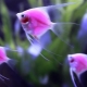 Pink aquarium fish: species overview and care tips