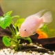 Flamingo fish: description, care, breeding and compatibility