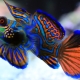 Mandarin fish: description, care and breeding