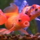 Oranda fish: features, types and contents