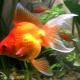 Veiltail fish: description, varieties, keeping and breeding