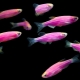 Zebrafish: varieties, selection, care, reproduction