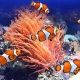 Clown fish: varieties and rules of keeping in the aquarium
