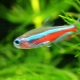Neon fish: varieties, selection, care and breeding