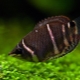 Chocolate gourami: description, care, reproduction