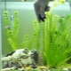 Siphons for the aquarium: choose a vacuum cleaner for cleaning the soil