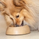 How much feed per day should dogs be given?