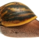 How many years have Achatina snails lived and on what does it depend?
