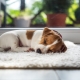 How much time do dogs sleep per day and what affects this?